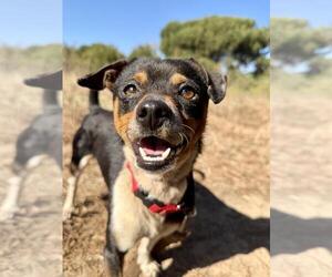 Chihuahua Dogs for adoption in Santa Maria, CA, USA