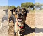 HUGO - Male Chihuahua Dog for Adoption - Small photo