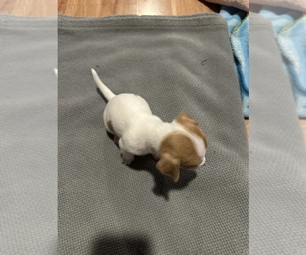 Medium Photo #6 Jack Russell Terrier Puppy For Sale in HARRISVILLE, RI, USA