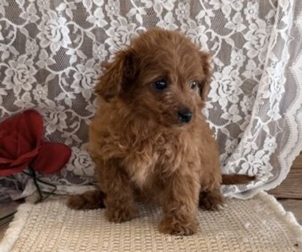Medium Photo #3 Cavapoo (Miniature) Puppy For Sale in THORP, WI, USA