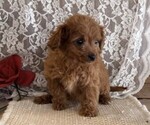 Small #2 Cavapoo (Miniature)