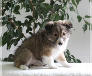 Shetland Sheepdog Puppy for sale in FREDERICKSBURG, OH, USA
