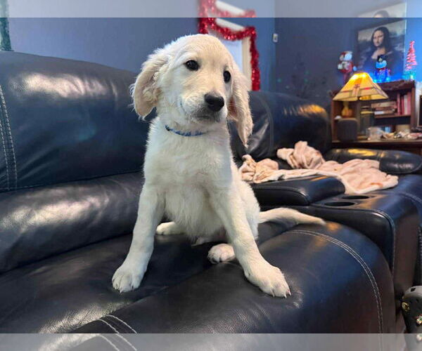 Medium Photo #6 Goldendoodle Puppy For Sale in Fort Worth, TX, USA