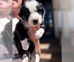 Puppy Scarlett Border-Aussie