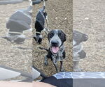 Small #1 Mutt