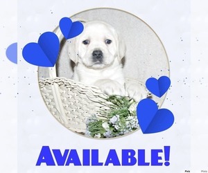 Labrador Retriever Puppy for sale in LITTLETON, CO, USA