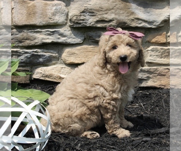 Medium Photo #3 Goldendoodle (Miniature) Puppy For Sale in SUGARCREEK, OH, USA