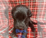 Small Photo #17 Doodle-Goldendoodle Mix Puppy For Sale in FAISON, NC, USA