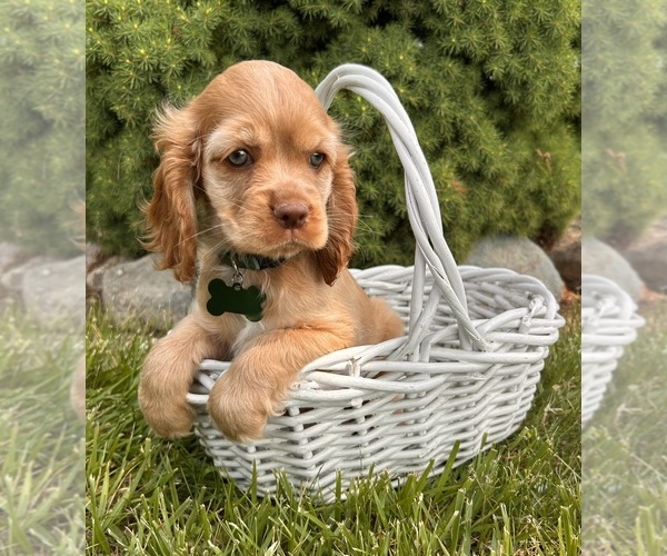 Medium Photo #3 Cocker Spaniel Puppy For Sale in MIDDLEBURY, IN, USA