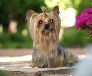 Father of the Yorkshire Terrier puppies born on 04/28/2026