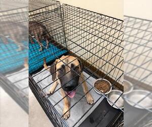 Mastiff-Unknown Mix Dogs for adoption in Texas City, TX, USA