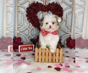 YorkiePoo Puppy for sale in MORRIS CHAPEL, TN, USA