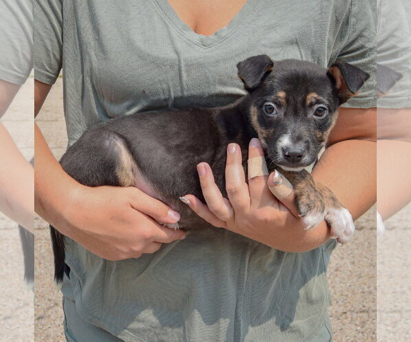 Medium Photo #2 Labsky Puppy For Sale in Huntley, IL, USA