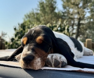 Basset Hound Puppy for sale in SCOTTSBLUFF, NE, USA