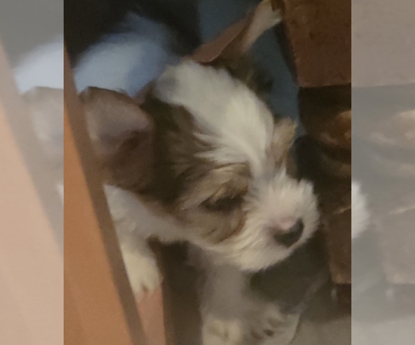 Medium Photo #2 Biewer Yorkie Puppy For Sale in MILWAUKIE, OR, USA