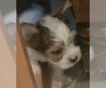 Small #1 Biewer Yorkie