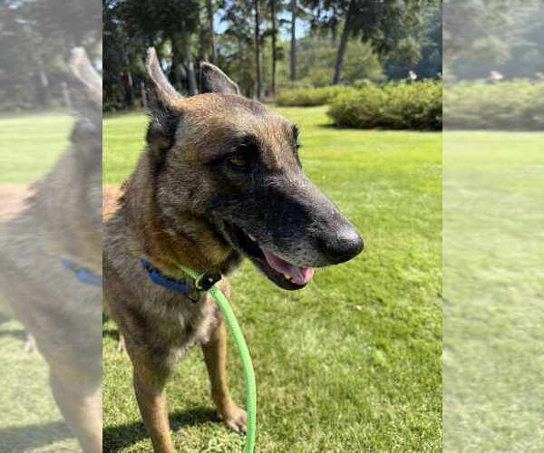 Medium Photo #2 Mutt Puppy For Sale in Imlay City, MI, USA