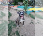 Small #3 Staffordshire Bull Terrier