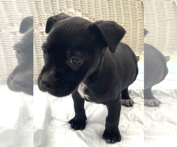 Medium Photo #11 Mutt Puppy For Sale in Holly Springs, NC, USA