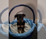 Image preview for Ad Listing. Nickname: Puppy