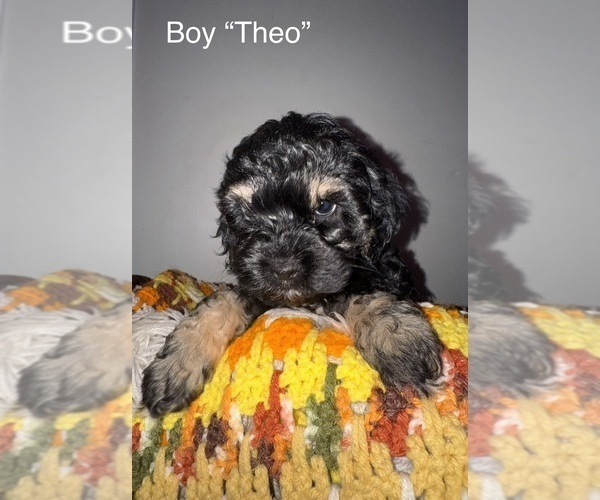 Medium Photo #6 Cockapoo (Miniature) Puppy For Sale in MURFREESBORO, TN, USA