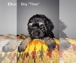 Puppy Theo Cockapoo (Miniature)