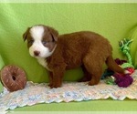 Small Photo #10 Miniature Australian Shepherd Puppy For Sale in BOUSE, AZ, USA