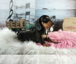 Small #1 Dachshund