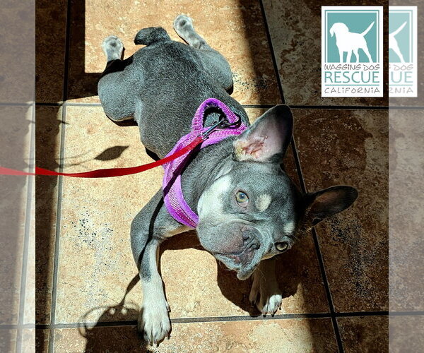 Medium Photo #2 French Bulldog Puppy For Sale in Carlsbad, CA, USA