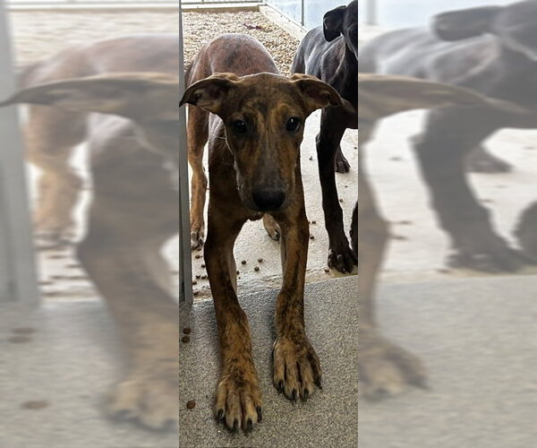 Medium Photo #1 Catahoula Leopard Dog-Unknown Mix Puppy For Sale in Sterling, MA, USA