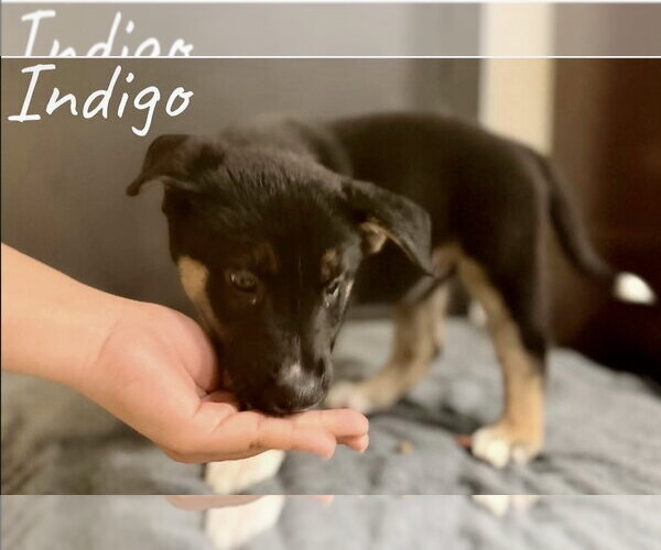 Medium Photo #2 Siberian Husky-Unknown Mix Puppy For Sale in Mesa, AZ, USA