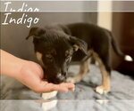 Small #1 Siberian Husky Mix