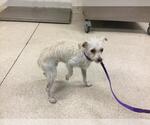 Small #11 Mutt