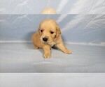 Small #1 Golden Retriever