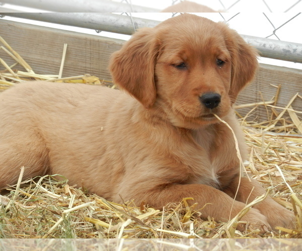 Medium Photo #2 Golden Retriever Puppy For Sale in LANCASTER, WI, USA