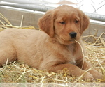 Small Photo #2 Golden Retriever Puppy For Sale in LANCASTER, WI, USA