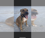 Small #1 Black Mouth Cur Mix