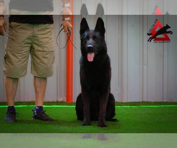 Medium Photo #1 German Shepherd Dog Puppy For Sale in NORTH HOLLYWOOD, CA, USA