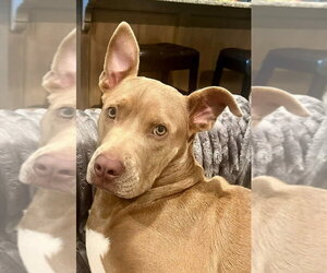 Remi - Female Mutt Dog for Adoption - Photo #2