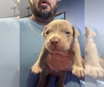 Small #3 American Bully