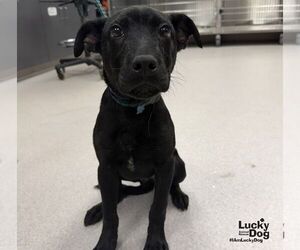 Labrador Retriever-Unknown Mix Dogs for adoption in Washington, DC, USA
