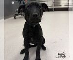 Noah - Male Labrador Retriever-Unknown Mix Dog for Adoption - Small photo