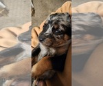Small Photo #16 Catahoula Leopard Dog-Rottweiler Mix Puppy For Sale in BRADFORD, NY, USA