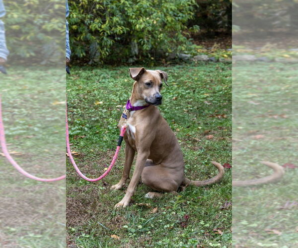 Medium Photo #5 American Pit Bull Terrier-Unknown Mix Puppy For Sale in Oak Bluffs, MA, USA