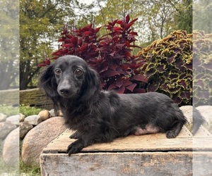 Mother of the Dachshund puppies born on 08/13/2025