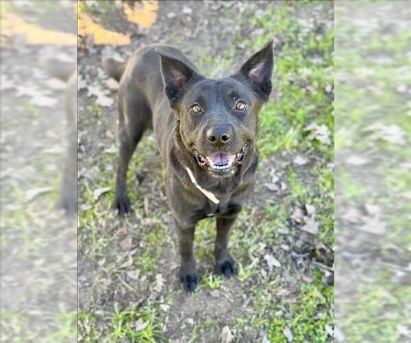 Medium Photo #3 Labrador Retriever-Unknown Mix Puppy For Sale in Conroe, TX, USA
