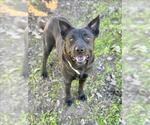 Small #2 Labrador Retriever Mix