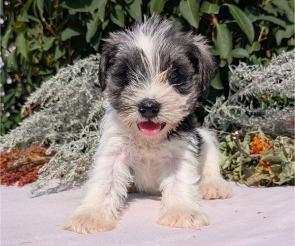 Medium Photo #63 Schnauzer (Miniature) Puppy For Sale in GOSHEN, IN, USA