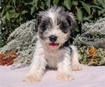 Small #1 Schnauzer (Miniature)