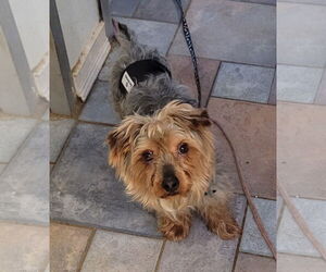 Mutt Dogs for adoption in Dublin, OH, USA